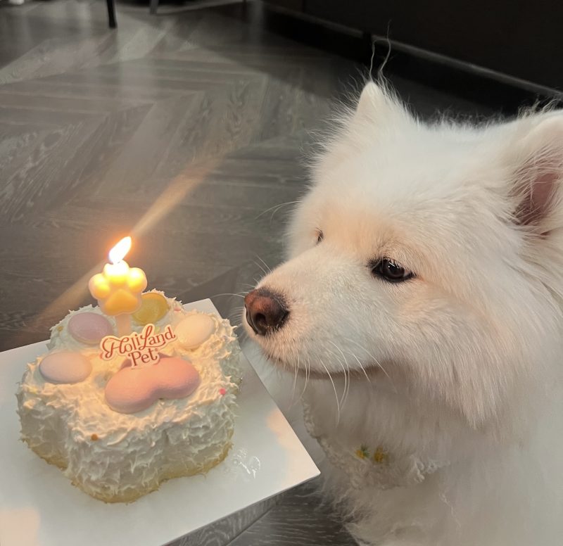 会员专属—民哥原创:孤独经济之宠物蛋糕项目课程-民哥轻创网