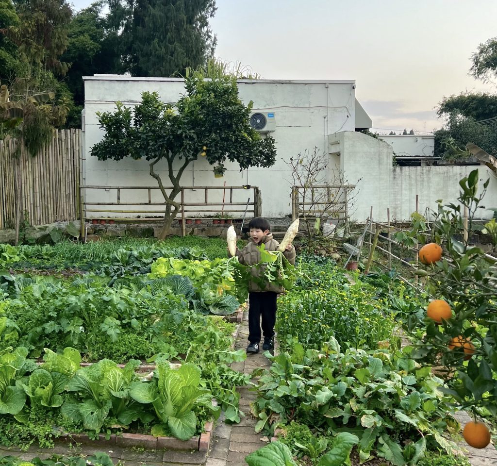 会员专属—民哥原创：乡村经济之针对富人设计的远程种菜创业项目课程-民哥轻创网