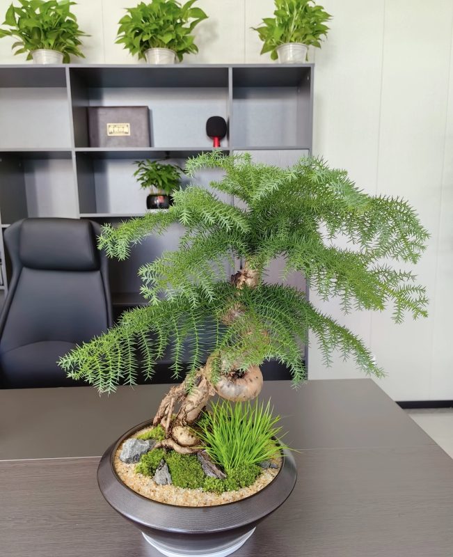 会员专属—民哥原创：冷门的办公室绿植租摆养护创业项目-民哥轻创网