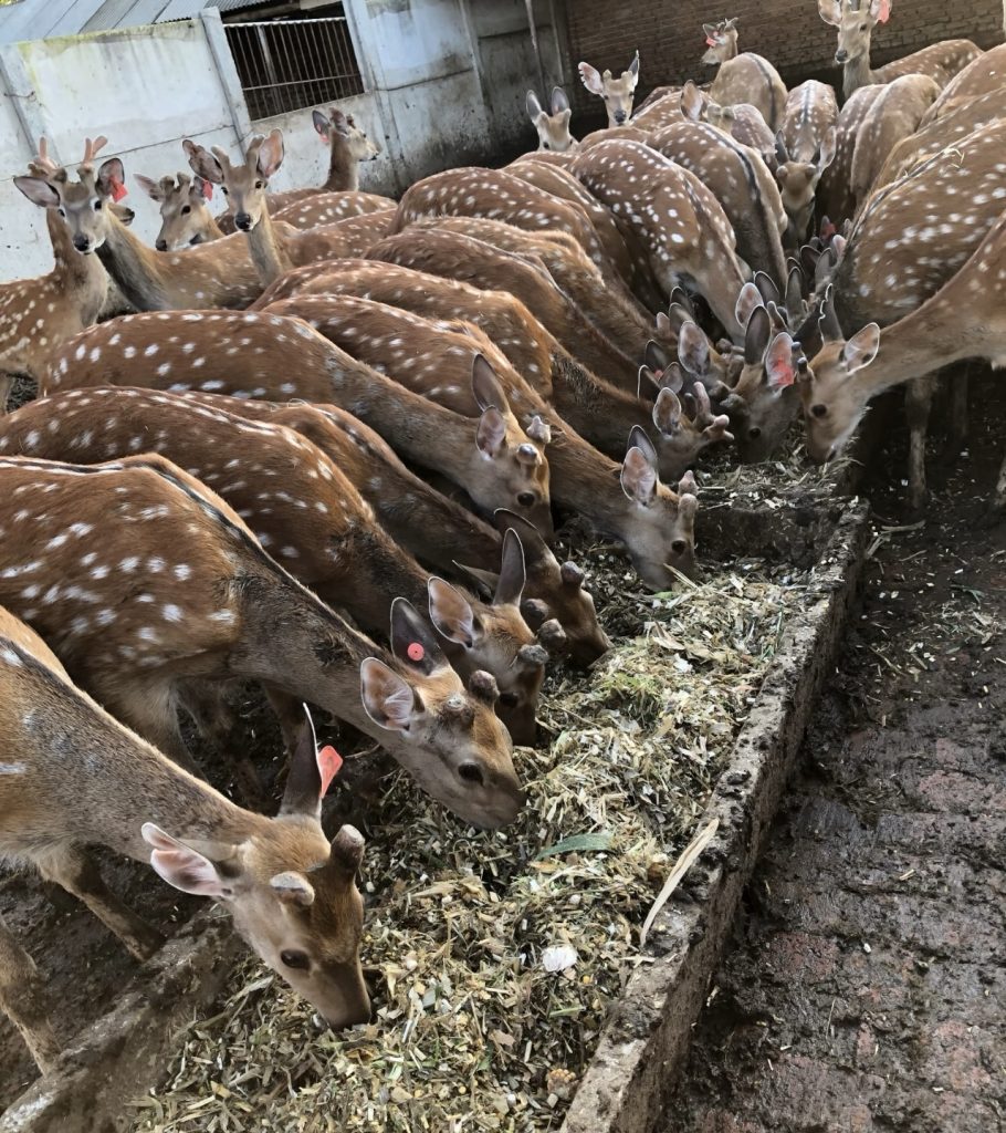 会员专属—民哥原创：梅花鹿养殖新机遇 从单一养殖到全链路赚钱攻略-民哥轻创网