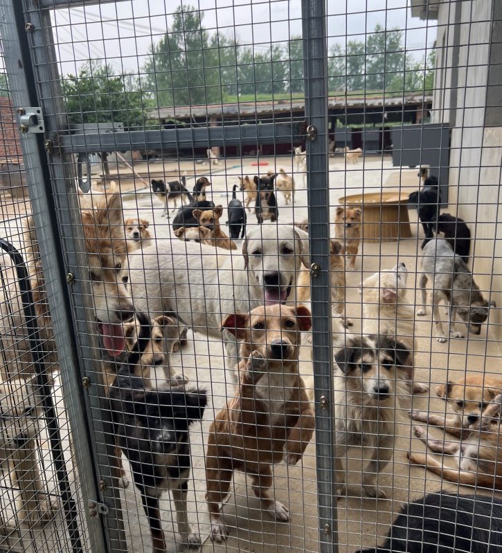 会员专属—民哥原创：一年几十万的流浪狗救助直播·靠爱心变现 完整课程-民哥轻创网